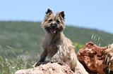 CAIRN TERRIER 468